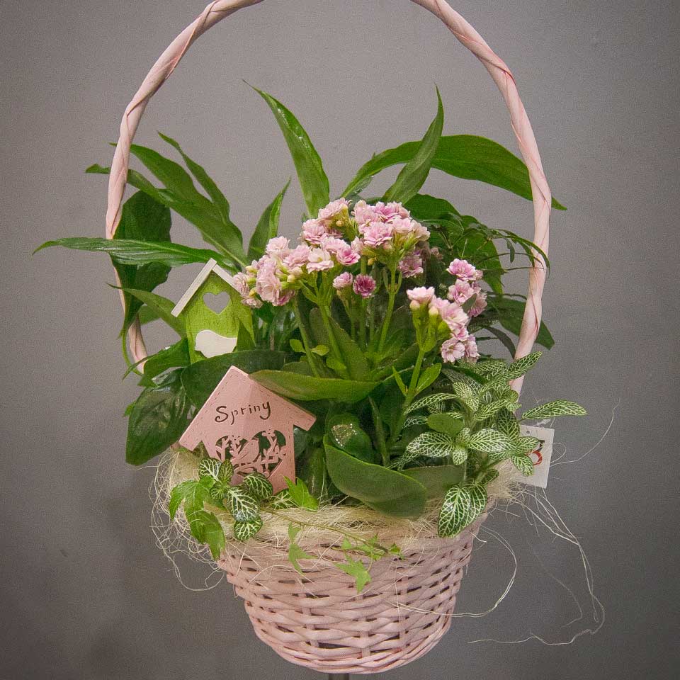 Cesta decorada con plantas naturales primavera spring para comprar desde la Floristería online