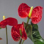 Detalle de flor planta natural Anthurium comprar online en La Victoria Valladolid