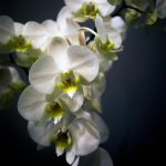 Detalle de flores blancas y orquídeas decoración Floristería Yerba