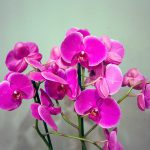 Detalle de flores rosas orquídeas decoración de la Floristería online