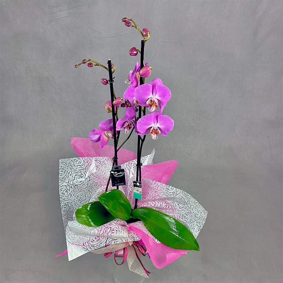 Orquídea floreciendo con muchas flores rosas para comprar online con sello de calidad holandesa Decorum