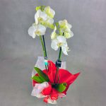 Orquídea de flores blancas decorada con lazo rojo para comprar online con el sello de calidad Decorum